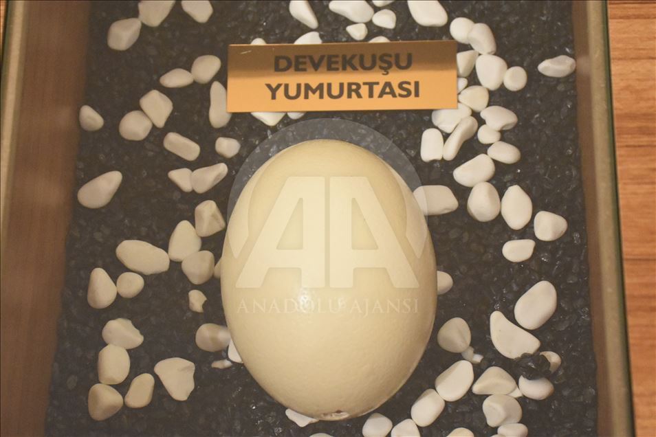 Türkiye'nin ilk "Yumurta Müzesi" ilgi görüyor