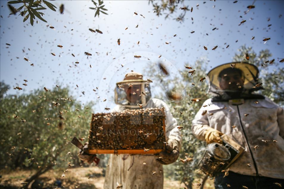 Honey harvest in Gaza