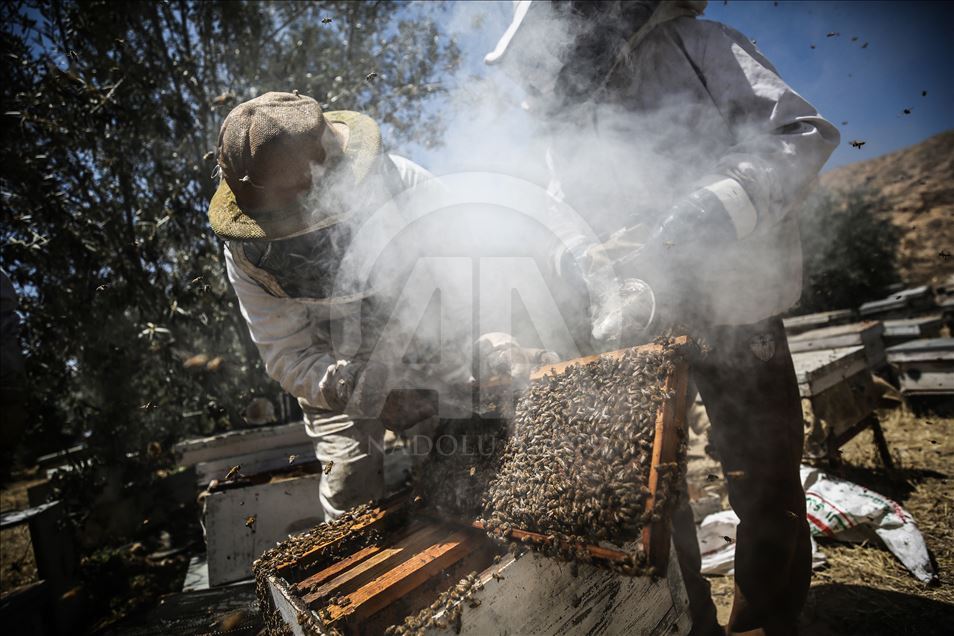 Honey harvest in Gaza