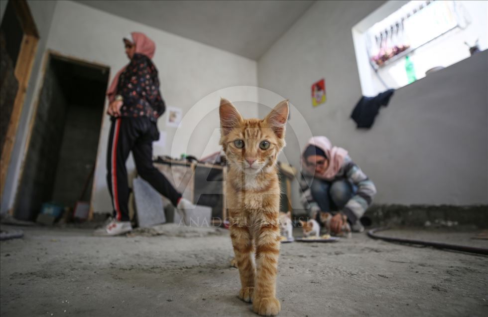 حمایت دختران فلسطینی از گربه‌های خیابانی در غزه