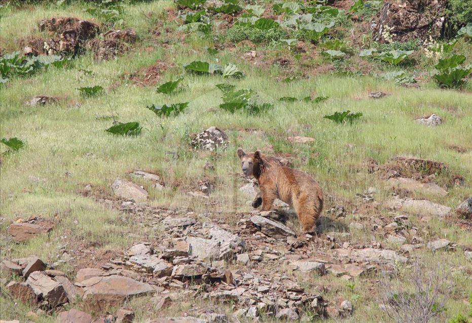 Oso pardo busca comida en provincia de Turquía