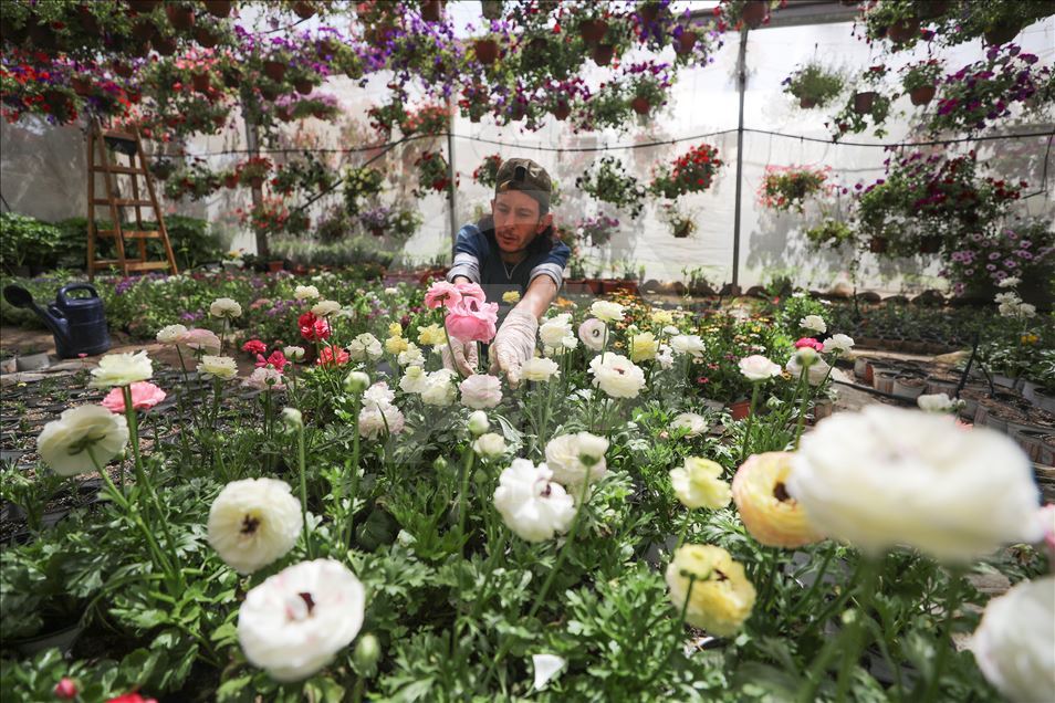 زهور غزة تواسي معاناة أهلها