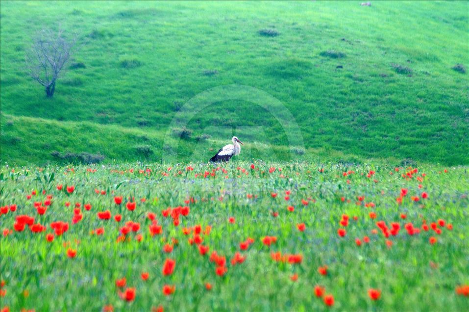 Bingöl'ün kırmızı laleleri büyülüyor