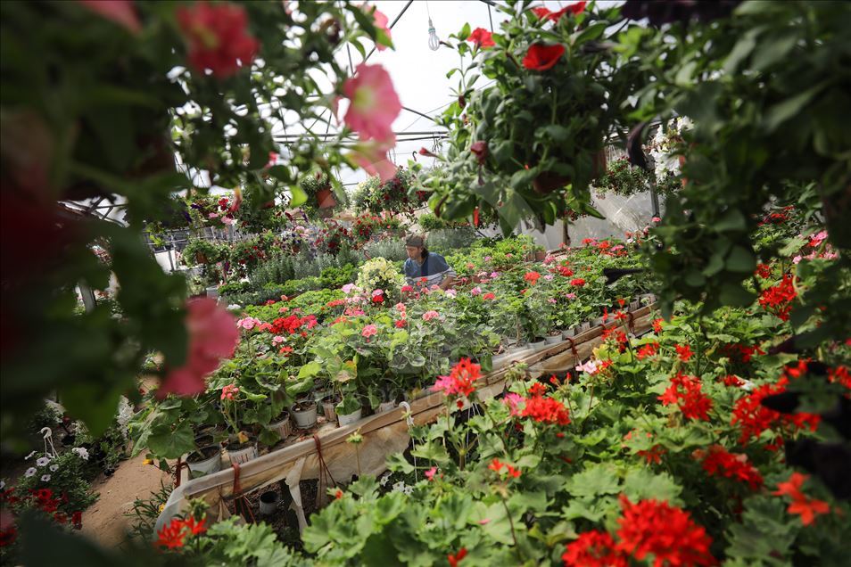 زهور غزة تواسي معاناة أهلها