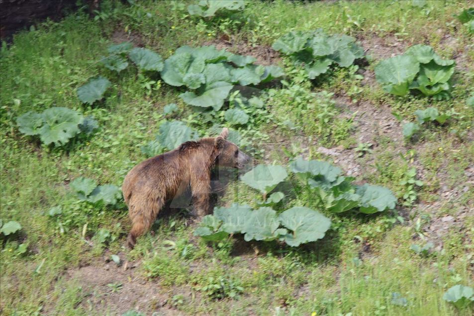 Oso pardo busca comida en provincia de Turquía