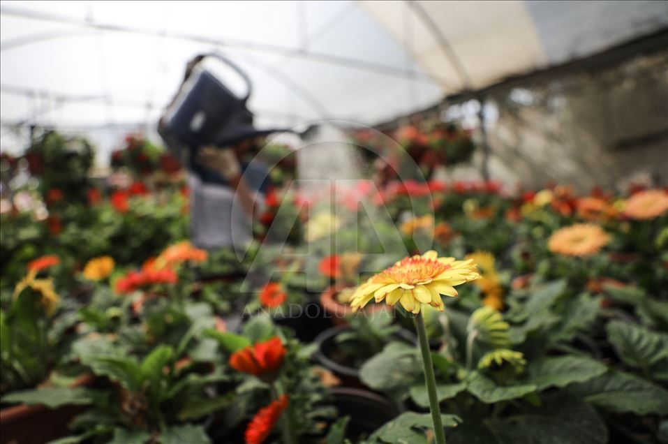 زهور غزة تواسي معاناة أهلها