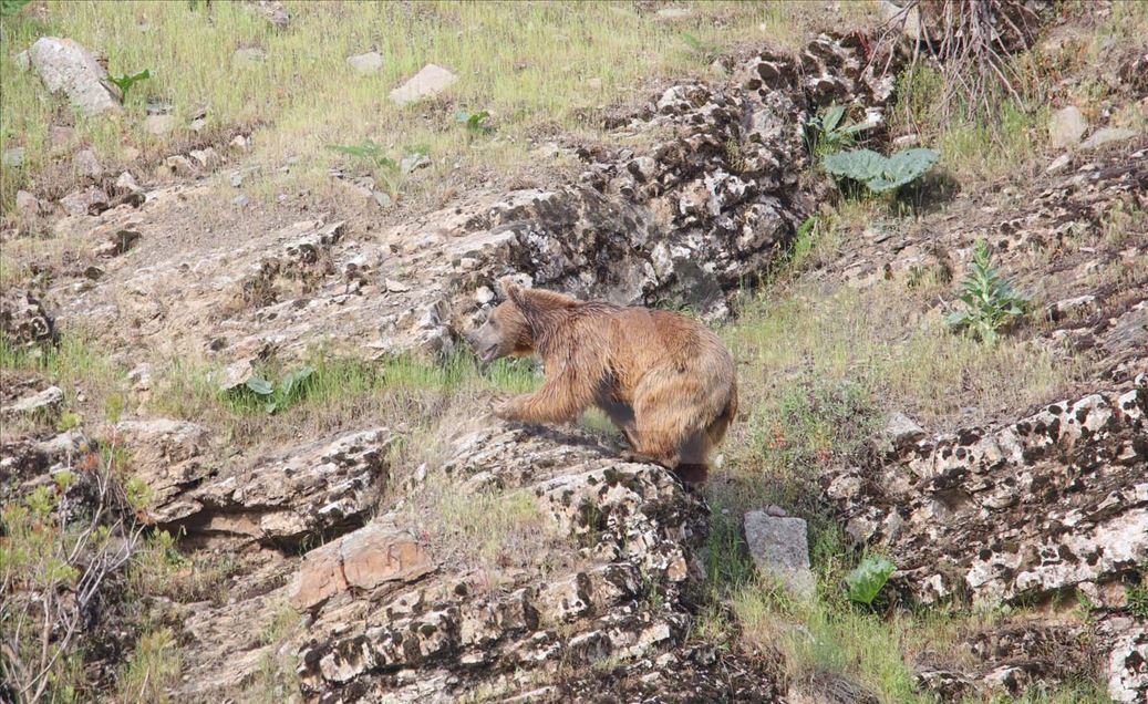 Oso pardo busca comida en provincia de Turquía