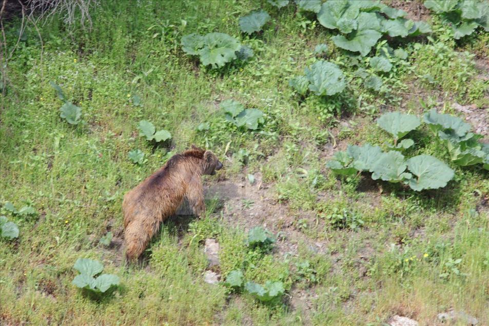 Oso pardo busca comida en provincia de Turquía