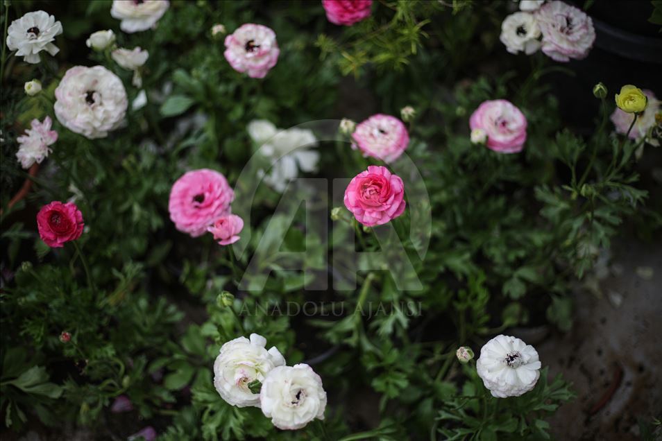 زهور غزة تواسي معاناة أهلها