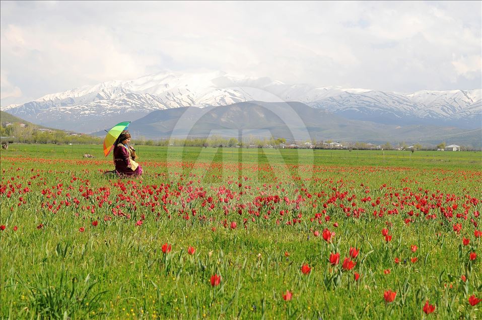 Bingöl'de kırmızı lale zamanı