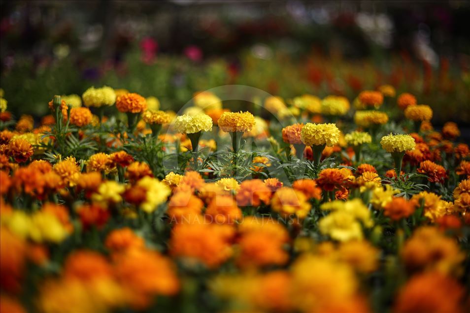 زهور غزة تواسي معاناة أهلها