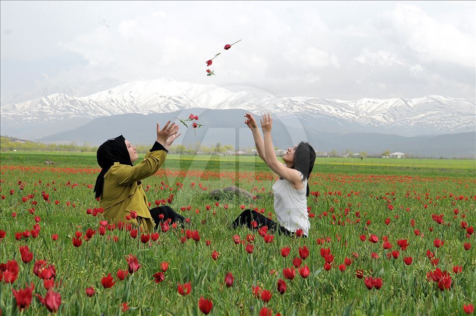Bingöl'de kırmızı lale zamanı
