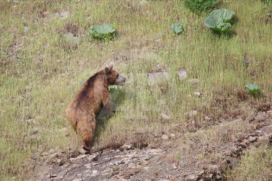 Oso pardo busca comida en provincia de Turquía