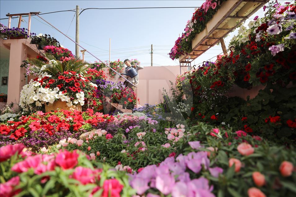 زهور غزة تواسي معاناة أهلها