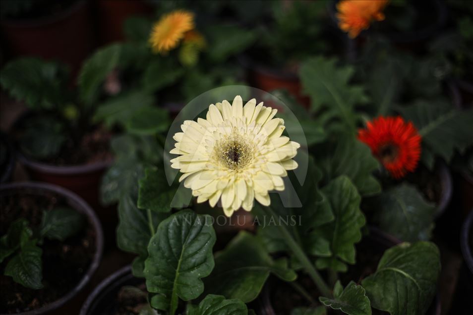 زهور غزة تواسي معاناة أهلها