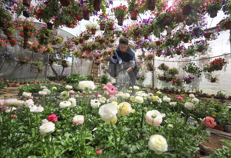 زهور غزة تواسي معاناة أهلها