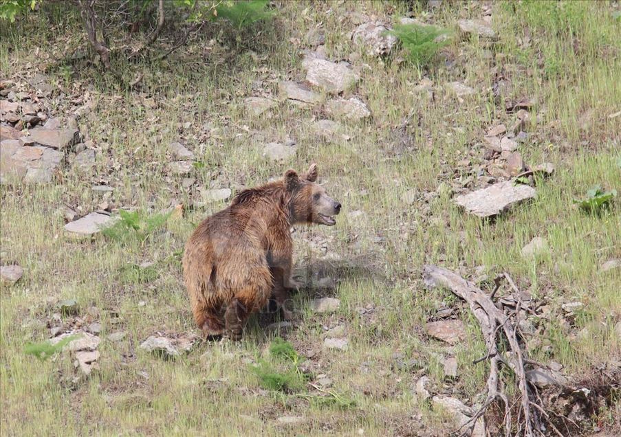 Oso pardo busca comida en provincia de Turquía