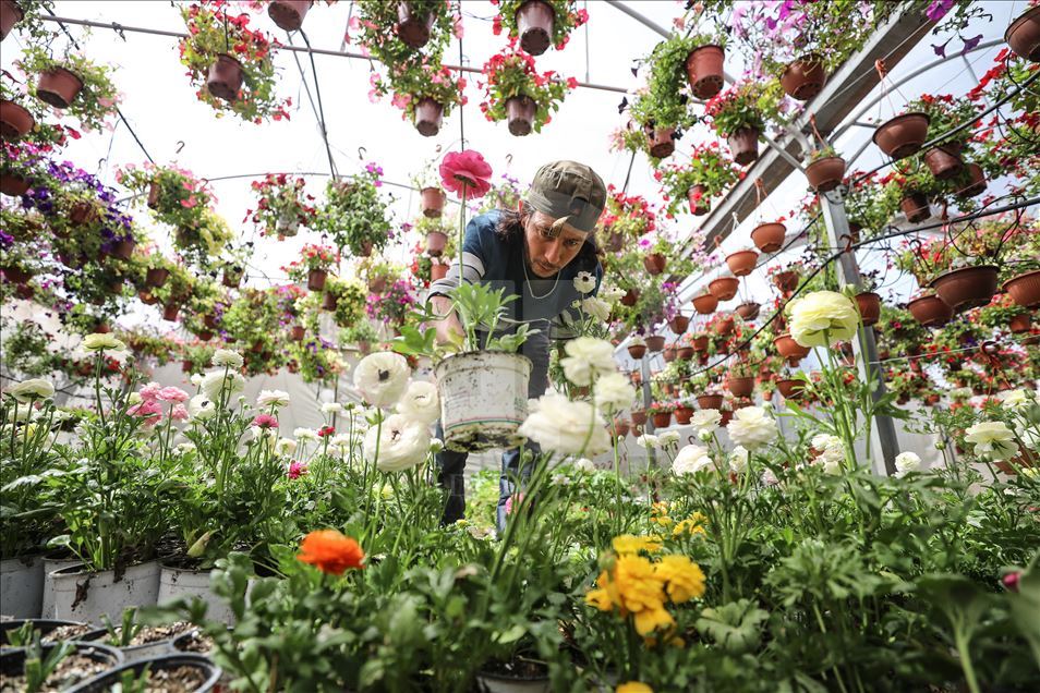 زهور غزة تواسي معاناة أهلها