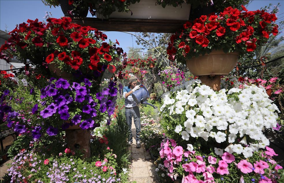 زهور غزة تواسي معاناة أهلها