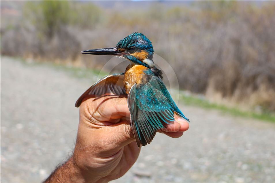 Dans le "Paradis des Oiseaux d’Aras", 105 mille oiseaux ont été répertoriés