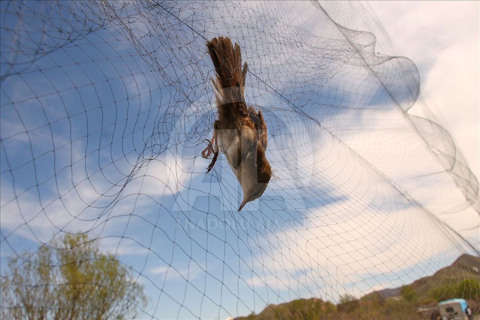 Dans le "Paradis des Oiseaux d’Aras", 105 mille oiseaux ont été répertoriés