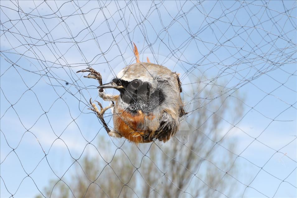 Dans le "Paradis des Oiseaux d’Aras", 105 mille oiseaux ont été répertoriés