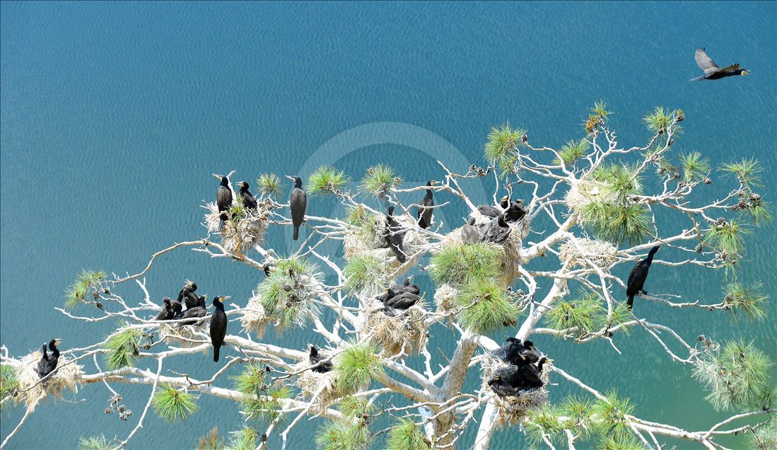 افزایش بی‌سابقه پرندگان در اطراف سد آدی‌گوزللر ترکیه
