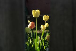 Dîmenên bêhempa ên laleyên reng bi reng