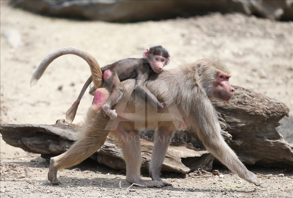Three newly born baboon at Bursa Zoo
