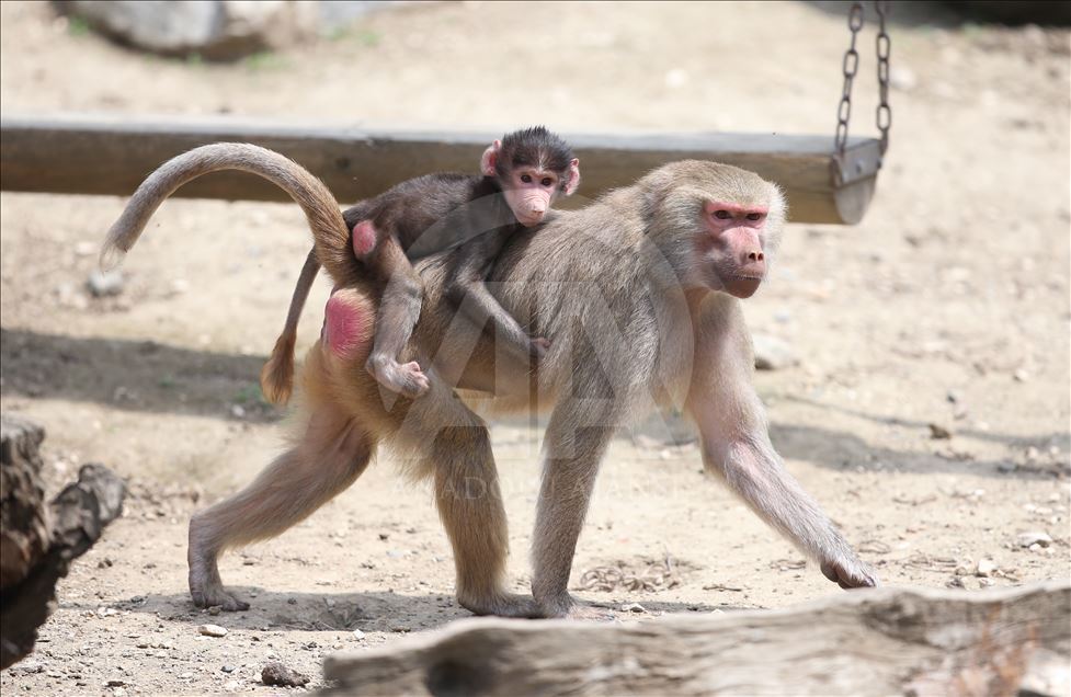 Three newly born baboon at Bursa Zoo