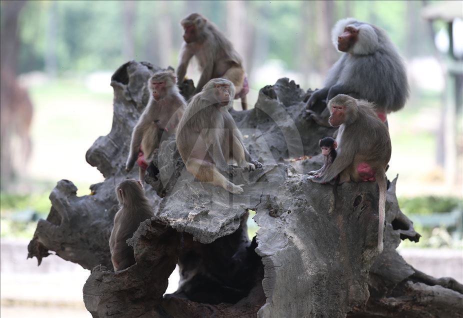 Three newly born baboon at Bursa Zoo