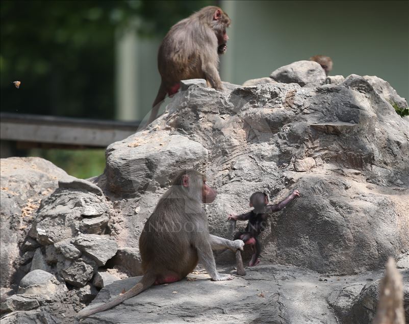 Three newly born baboon at Bursa Zoo