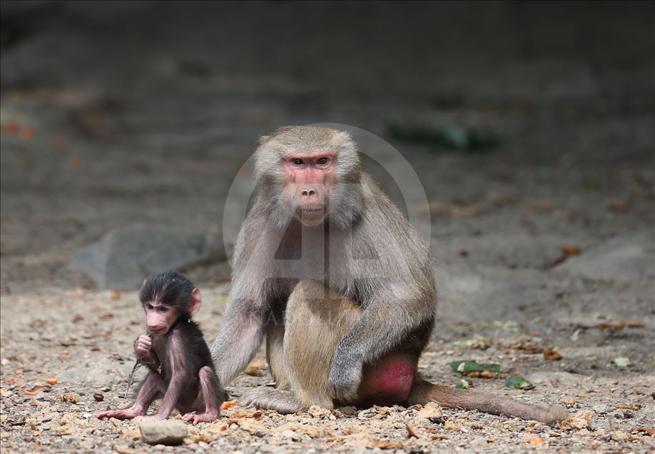 Three newly born baboon at Bursa Zoo