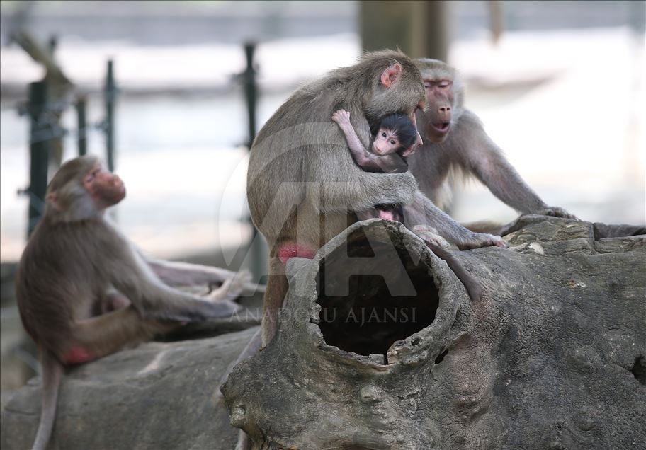 Three newly born baboon at Bursa Zoo