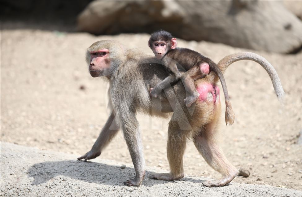Three newly born baboon at Bursa Zoo