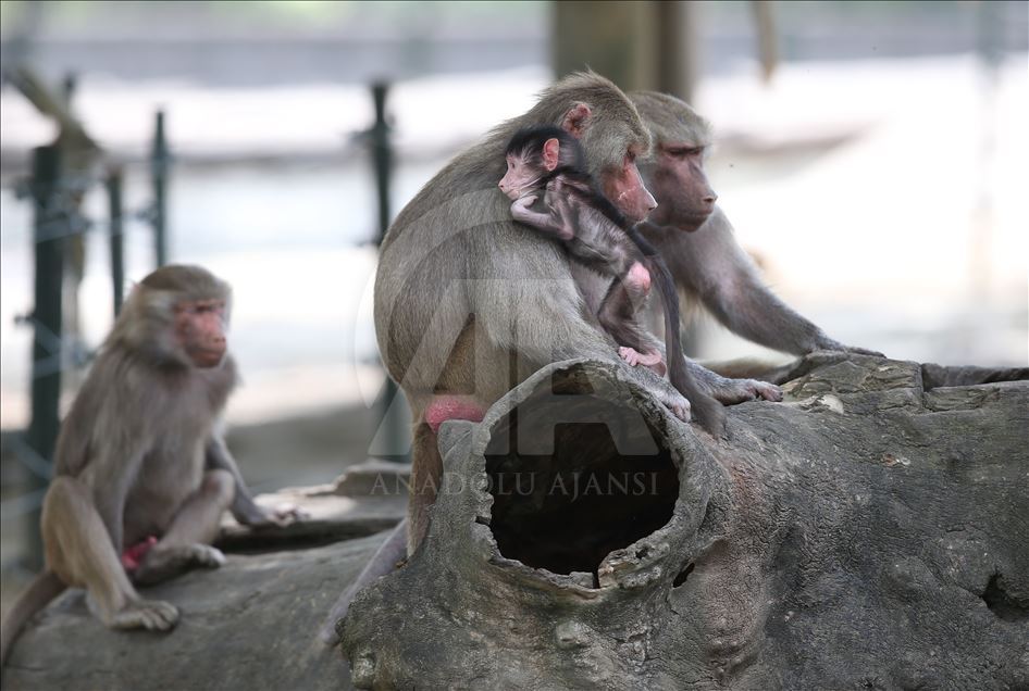 Three newly born baboon at Bursa Zoo