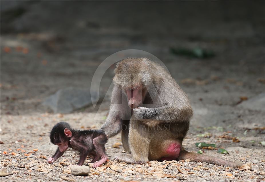Three newly born baboon at Bursa Zoo