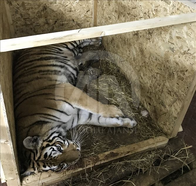 Istanbul's first Bengal tiger cubs
