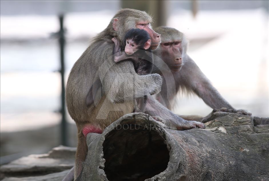 Three newly born baboon at Bursa Zoo
