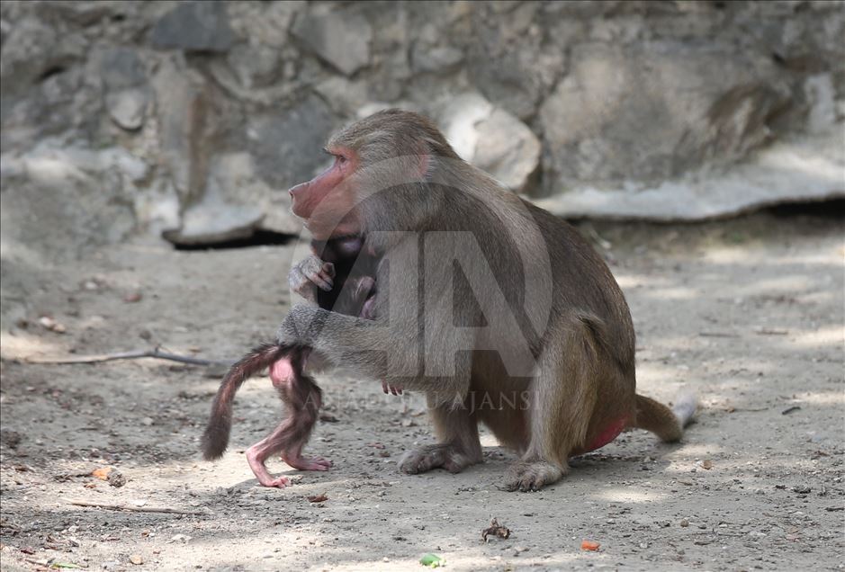 Three newly born baboon at Bursa Zoo