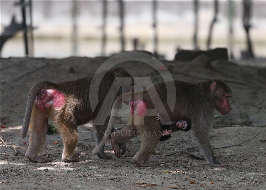 Three newly born baboon at Bursa Zoo