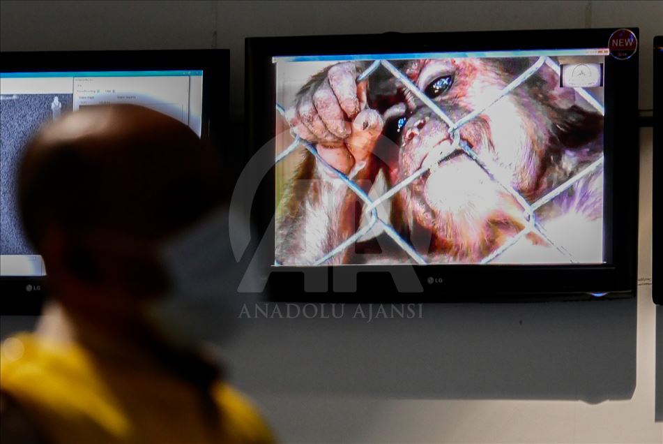 Pemeriksaan virus monkeypox di Indonesia