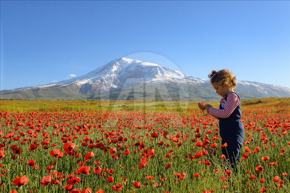 زیباییهای ارتفاعات آغری داغی ترکیه در بهار