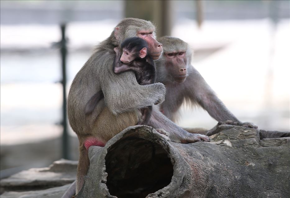 Bursa Hayvanat Bahçesi'nde yavru babun heyecanı