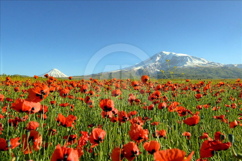 زیباییهای ارتفاعات آغری داغی ترکیه در بهار