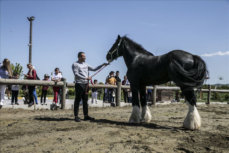 Bin 200 kilogramlık at görenleri şaşırtıyor
