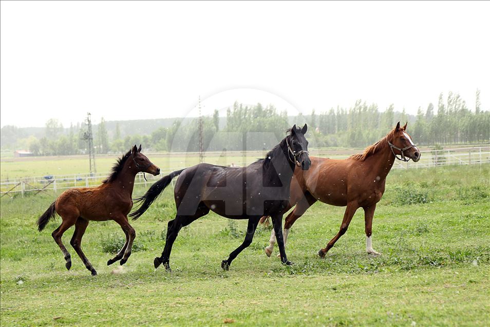 Şampiyon atların yarım asırlık seyisi: Hacı İpek