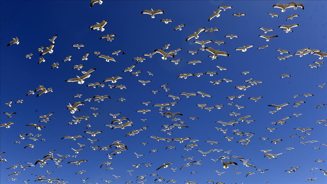 Çıldır Gölü göçmen kuşlarla şenlendi