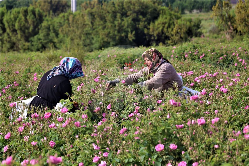 آغاز برداشت گل رز در اسپارتای ترکیه
