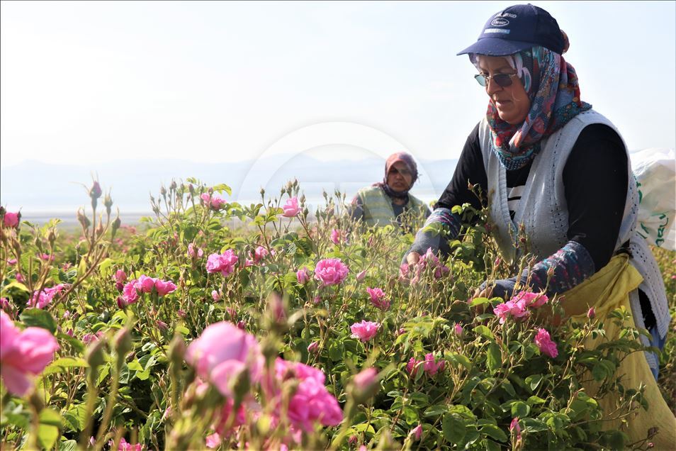 آغاز برداشت گل رز در اسپارتای ترکیه